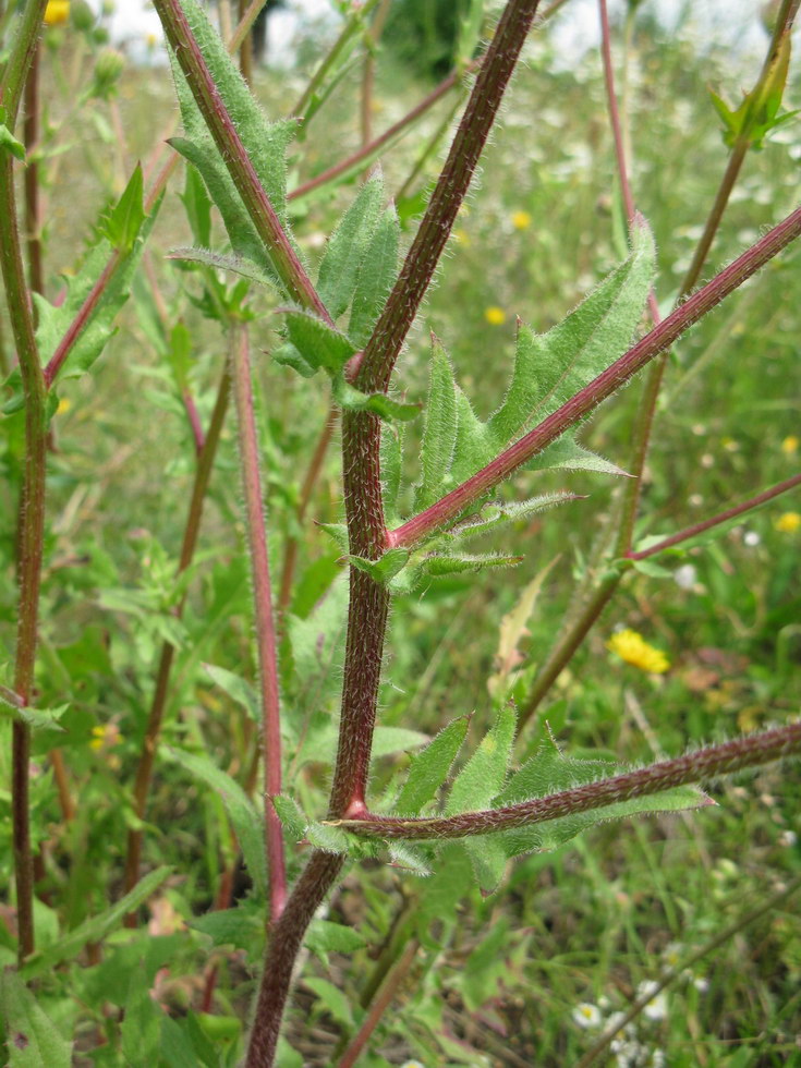 Изображение особи Crepis rhoeadifolia.