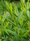 Hypericum frondosum. Верхушка побега. Германия, г. Krefeld, Ботанический сад. 10.06.2013.