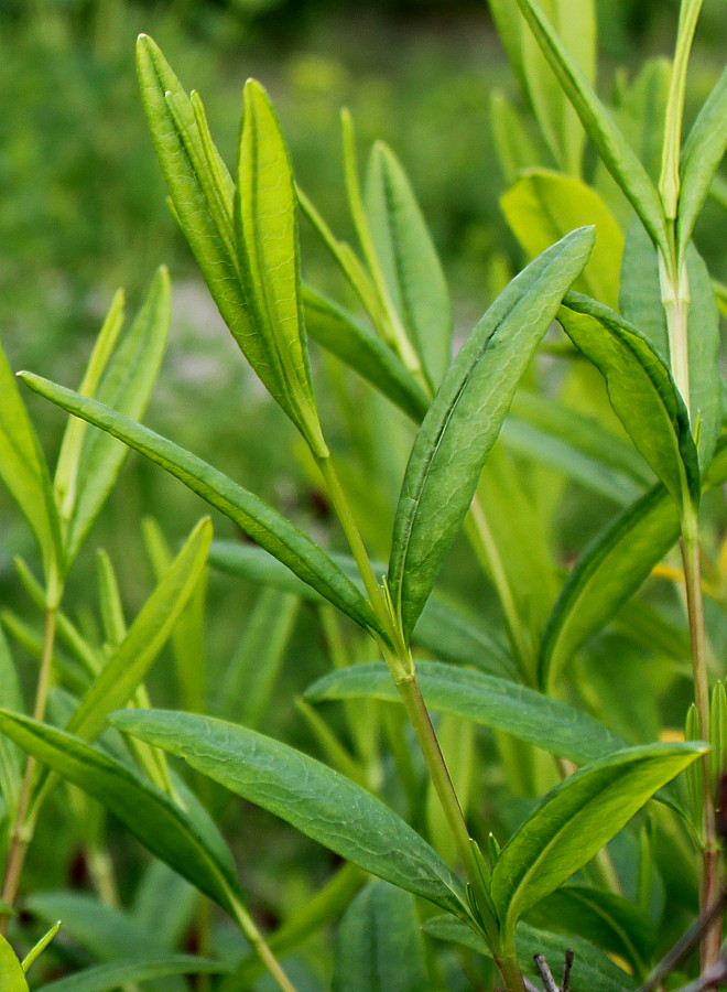 Image of Hypericum frondosum specimen.