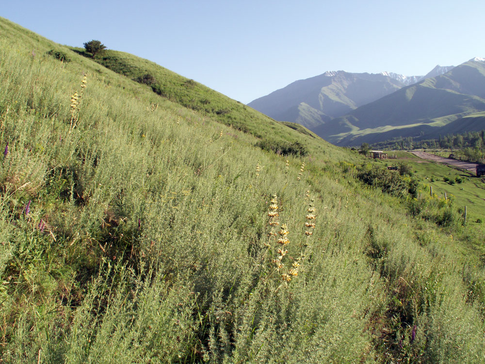 Изображение особи Phlomoides fetisowii.