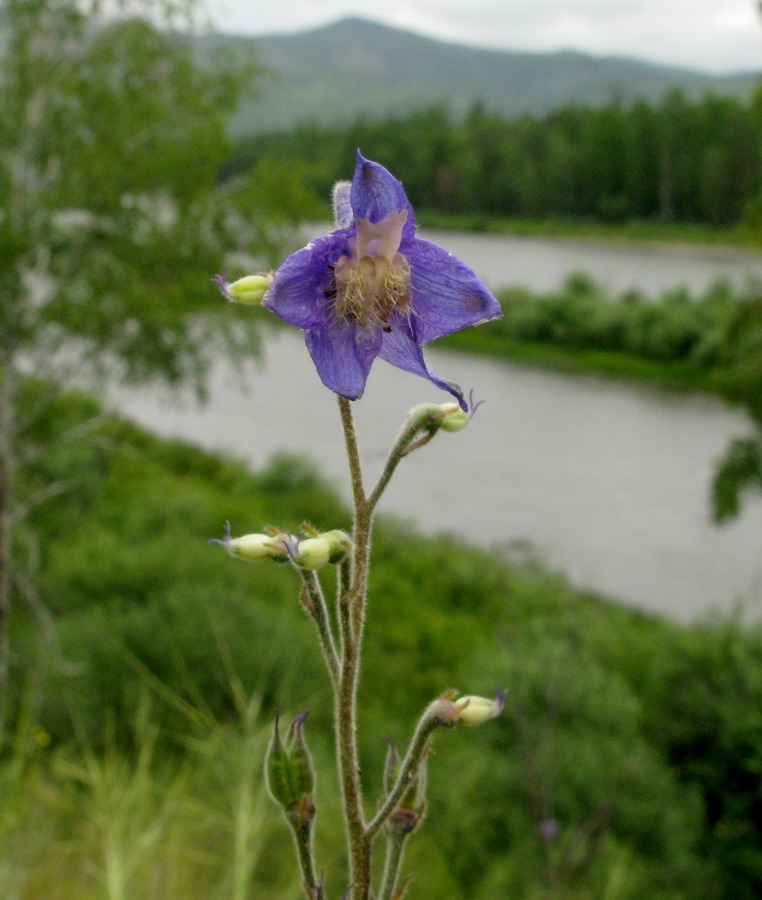 Image of Delphinium polozhiae specimen.