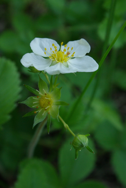 Изображение особи Fragaria viridis.