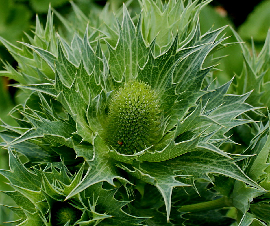 Image of Eryngium giganteum specimen.