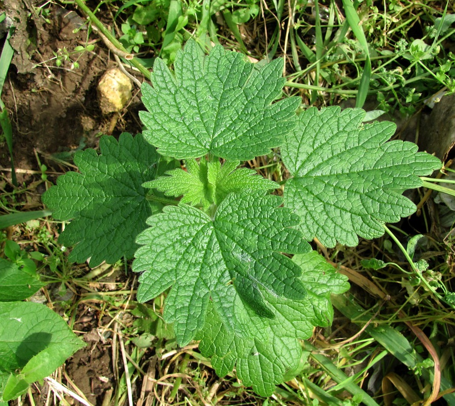 Image of Leonurus quinquelobatus specimen.