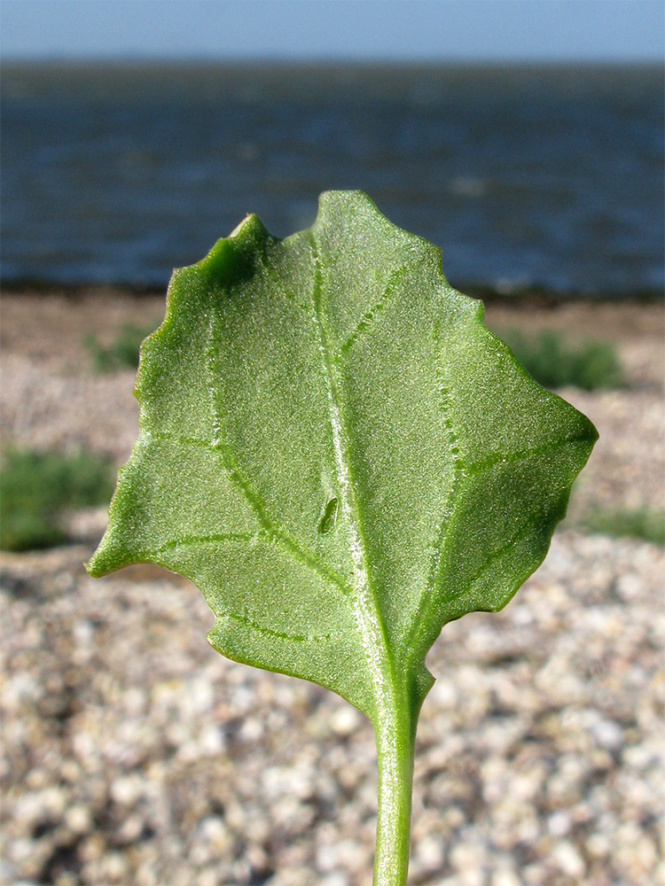 Image of Oxybasis chenopodioides specimen.