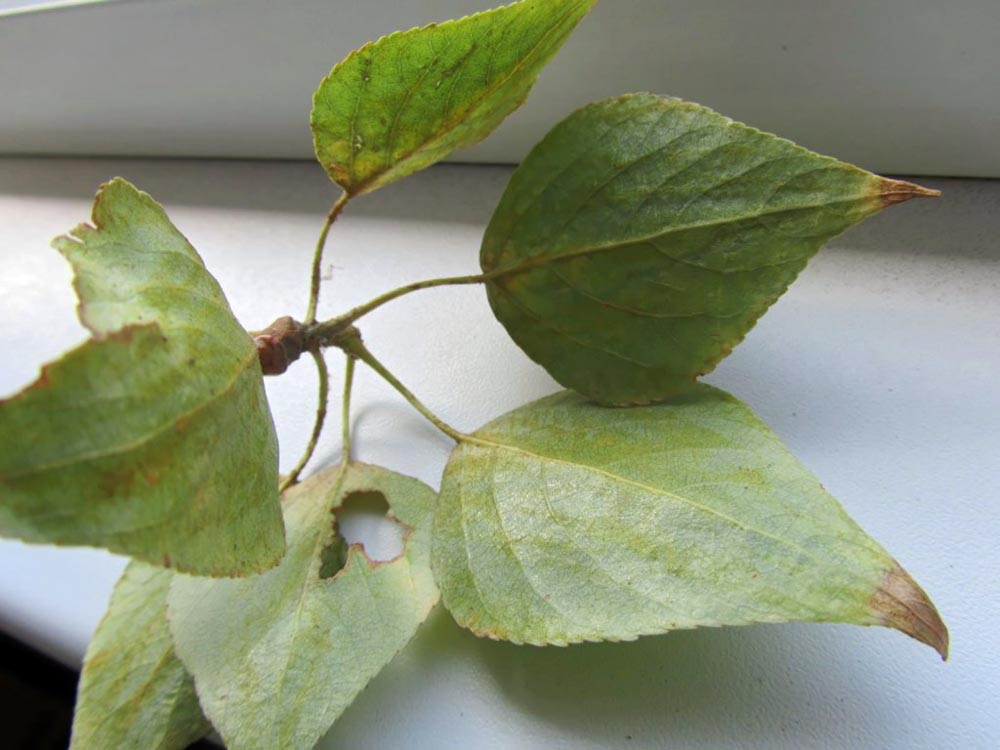 Image of Populus &times; sibirica specimen.