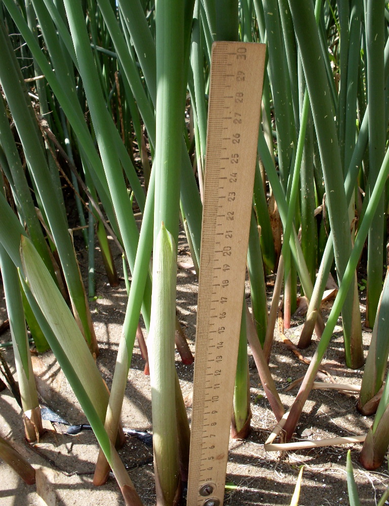 Image of Schoenoplectus tabernaemontani specimen.