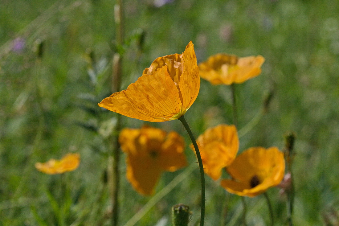 Image of Papaver croceum specimen.