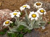 Richteria leontopodium. Цветущие растения. Альпийские луга Заилийского Алатау, конец июля.