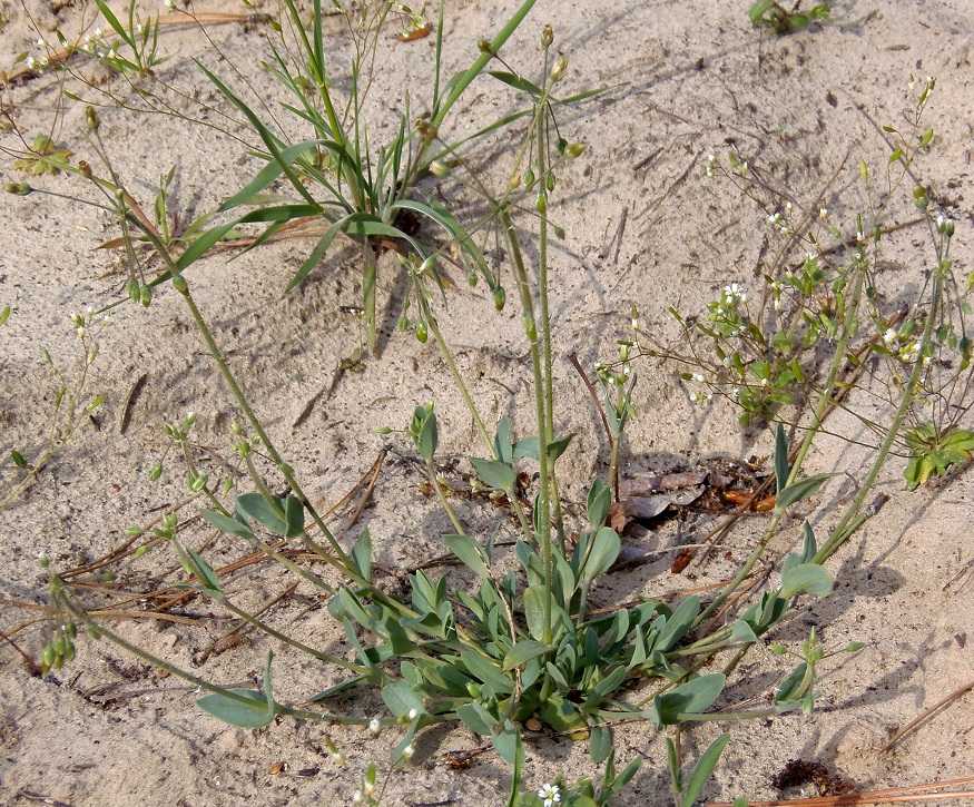 Изображение особи Holosteum umbellatum.