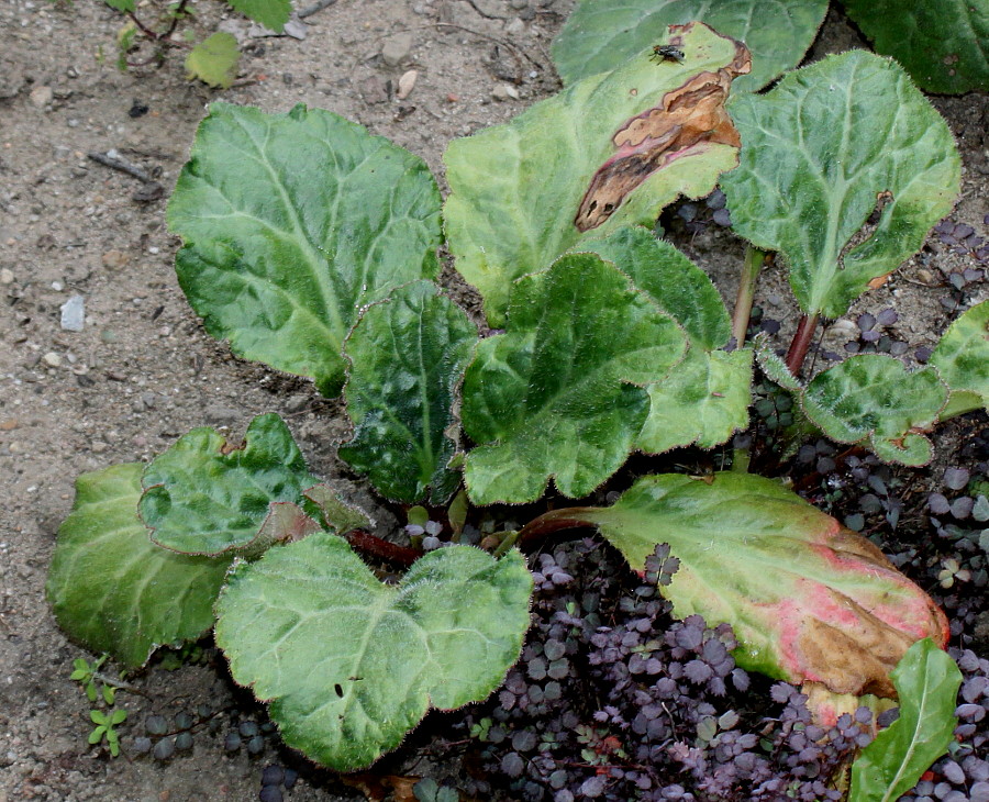 Image of Bergenia ciliata specimen.