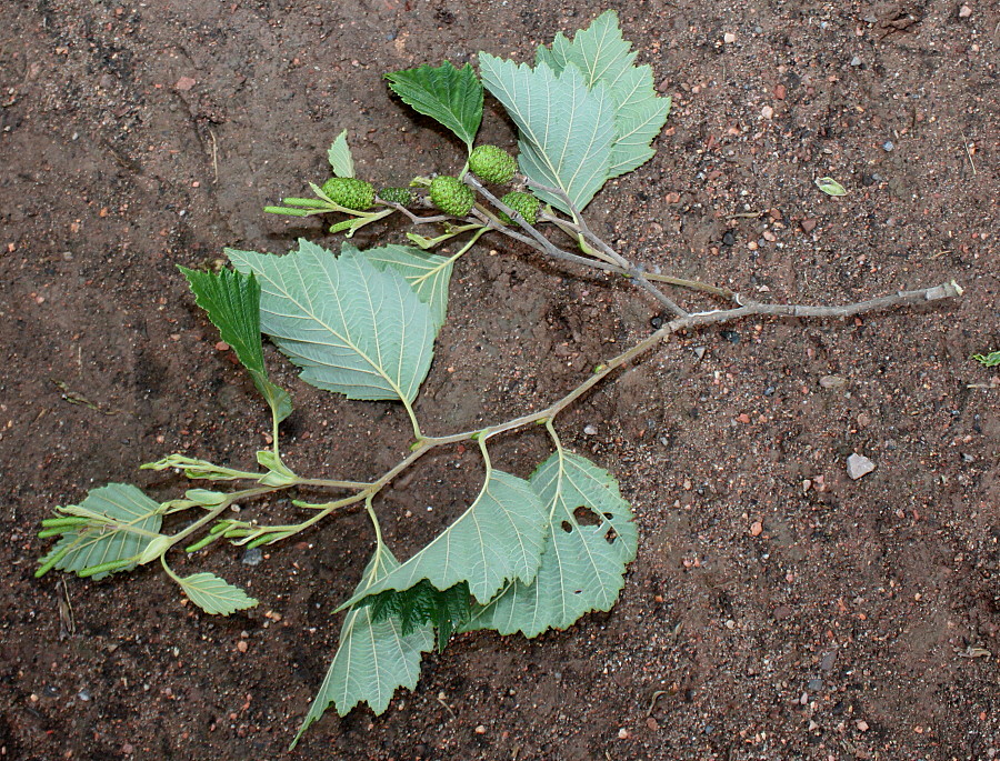 Image of Alnus hirsuta specimen.