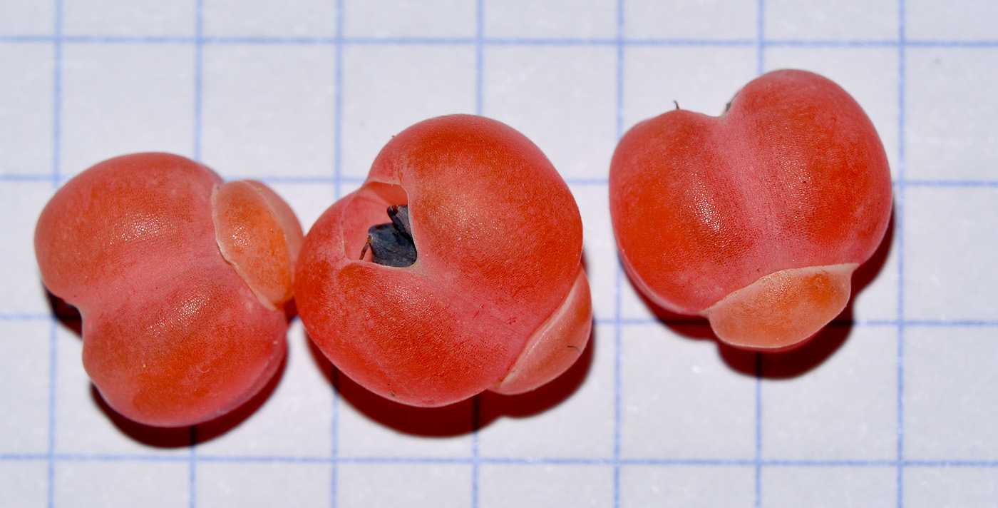 Image of Ephedra foeminea specimen.