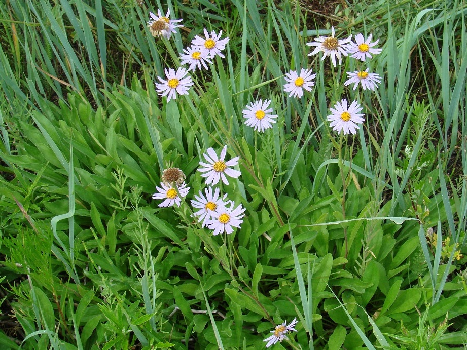 Image of Aster tataricus specimen.