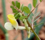 Vicia hybrida. Верхушка цветущего растения. Израиль, г. Кирьят-Оно, пустырь. 10.03.2014.