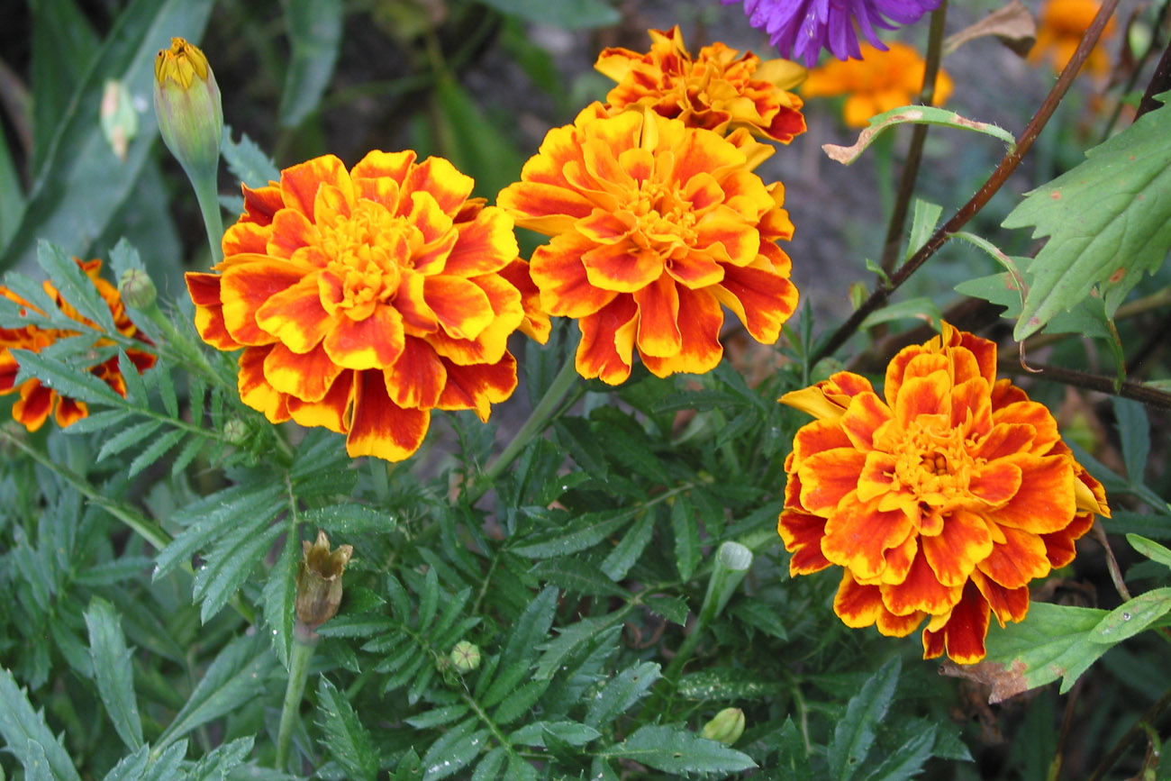 Image of Tagetes patula specimen.