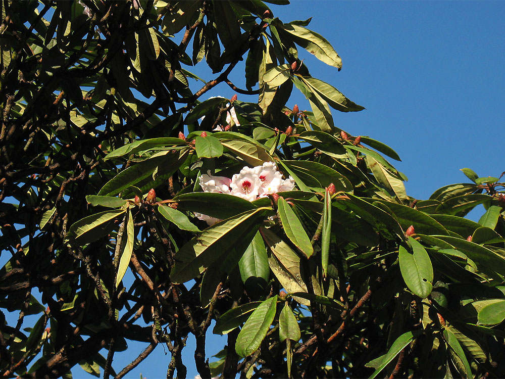 Image of Rhododendron calophytum specimen.