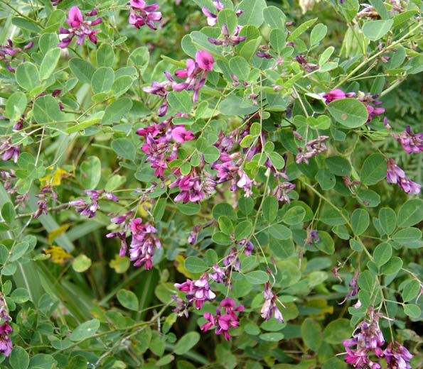 Image of Lespedeza bicolor specimen.