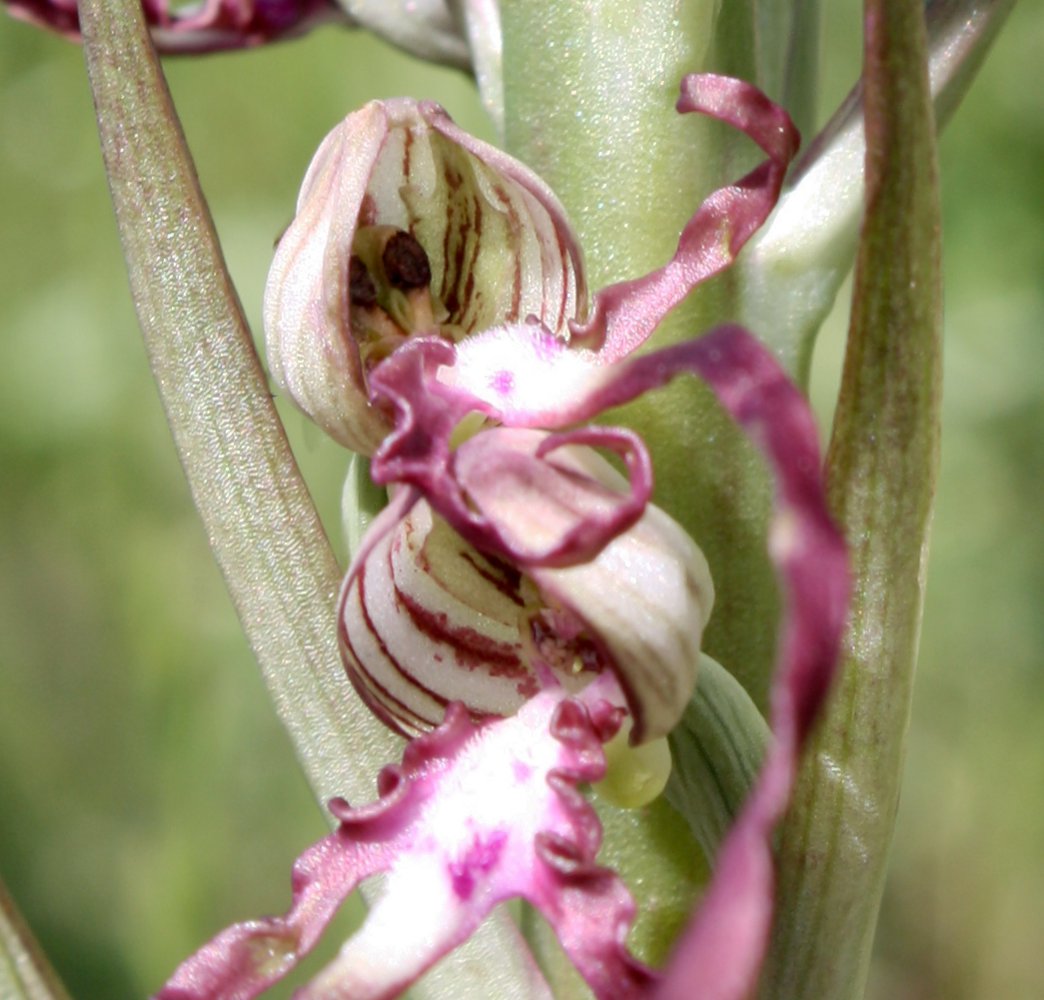 Image of Himantoglossum adriaticum specimen.