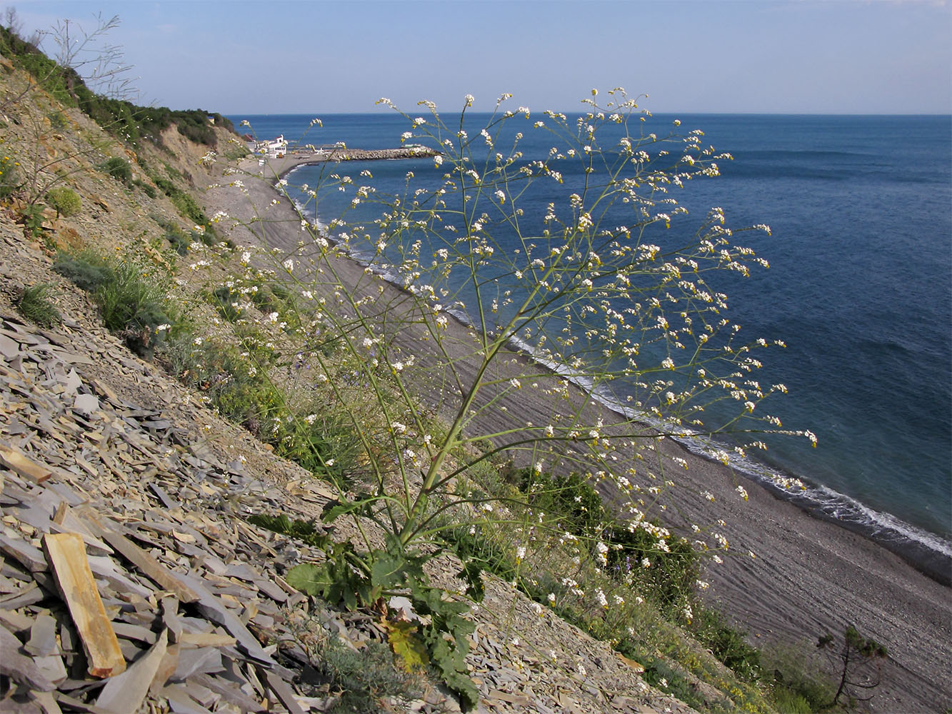 Изображение особи Crambe koktebelica.