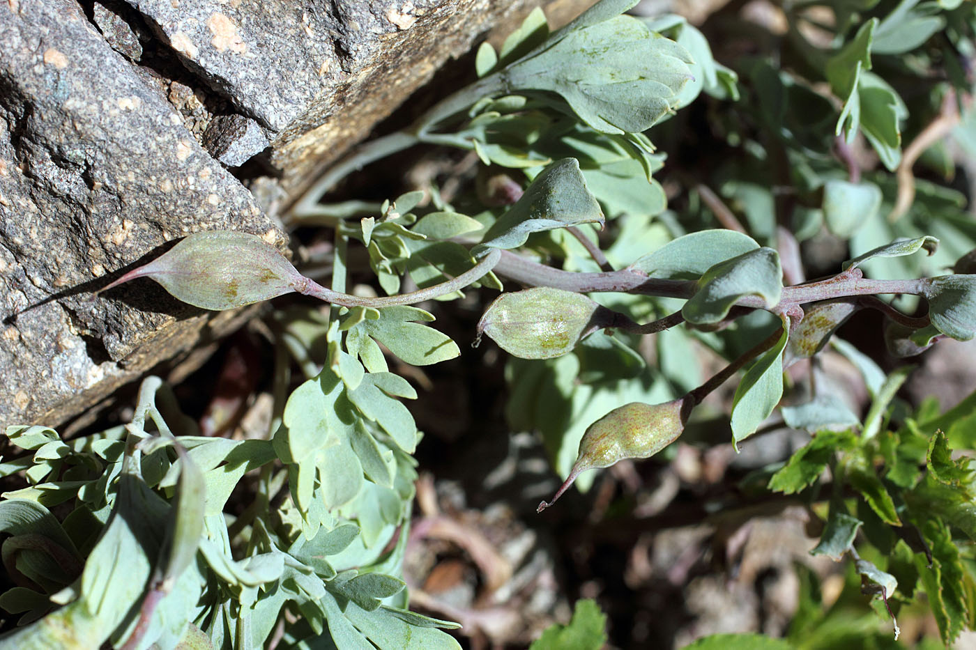 Image of Corydalis darwasica specimen.