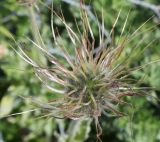 Pulsatilla violacea. Незрелый плод. Германия, г. Дюссельдорф, Ботанический сад университета. 04.05.2014.