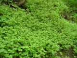 Geranium robertianum