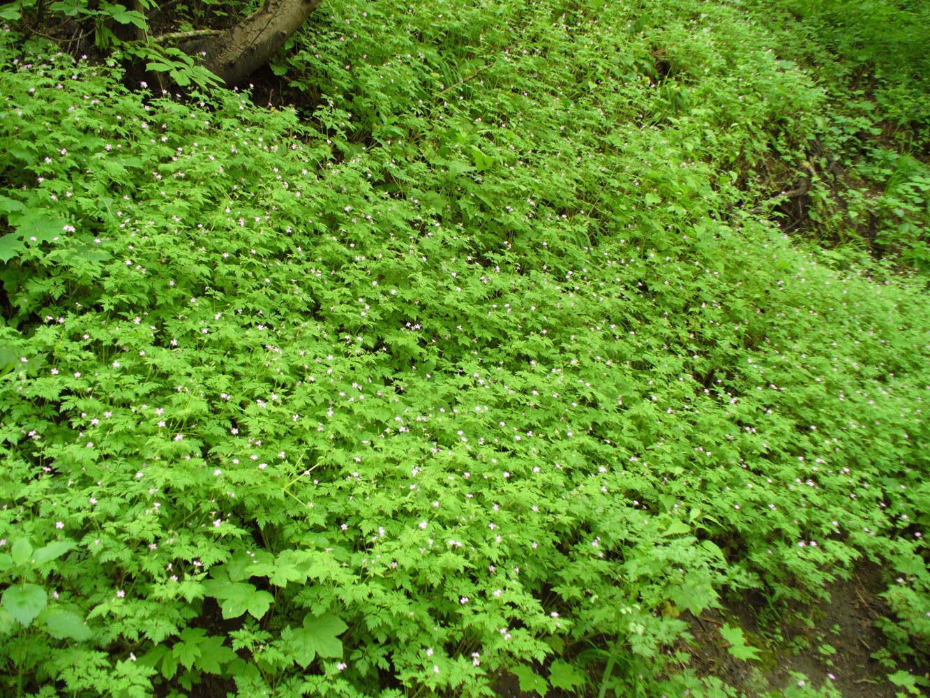 Image of Geranium robertianum specimen.