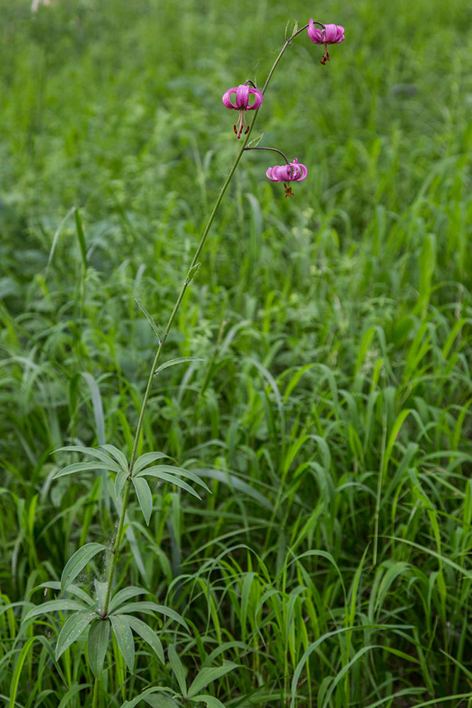 Image of Lilium pilosiusculum specimen.