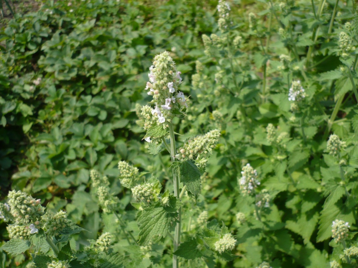 Image of Nepeta cataria specimen.