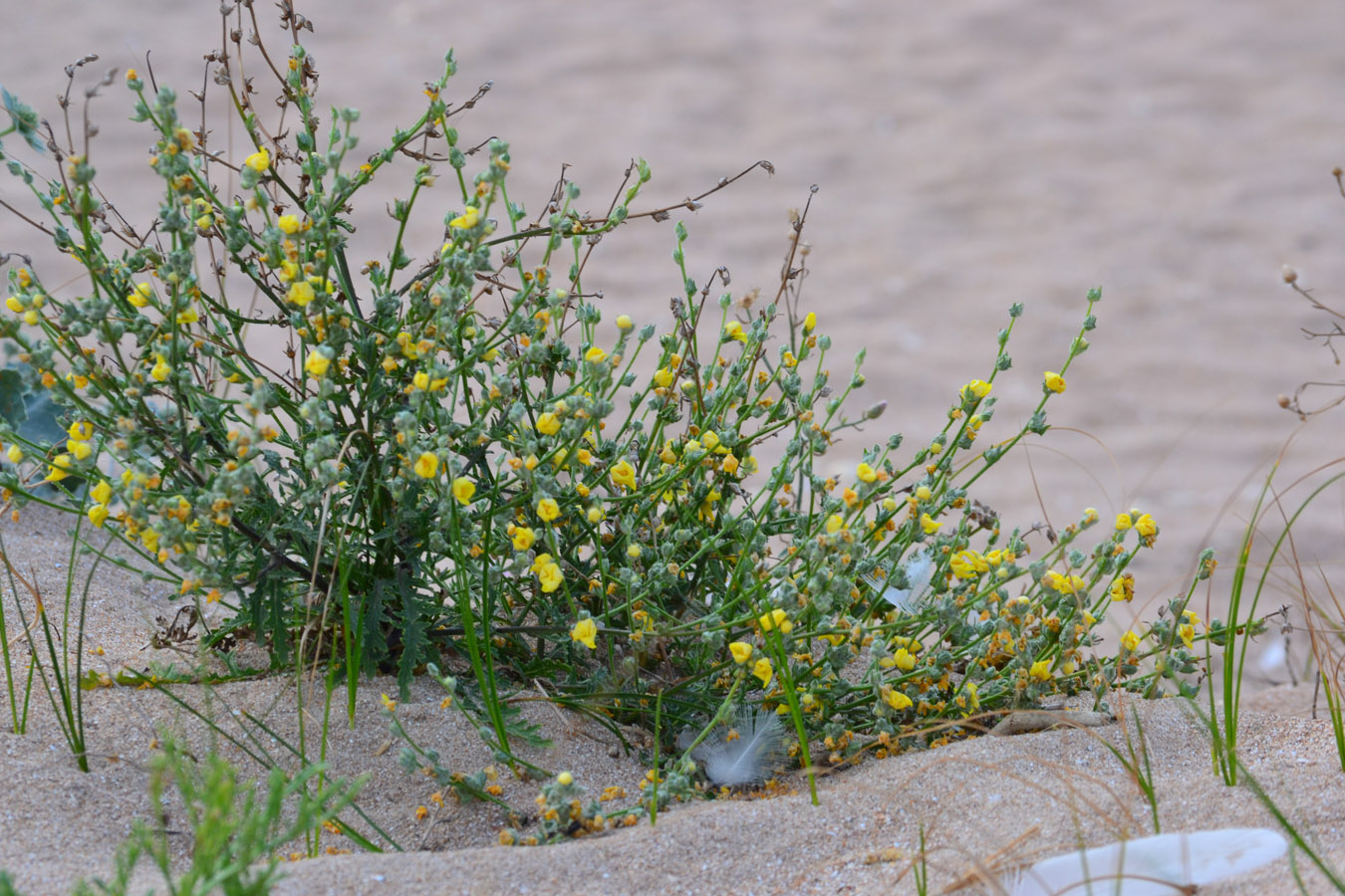 Изображение особи Verbascum pinnatifidum.