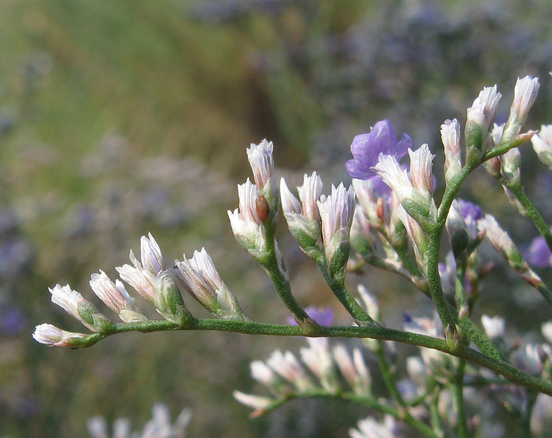 Image of Limonium scoparium specimen.