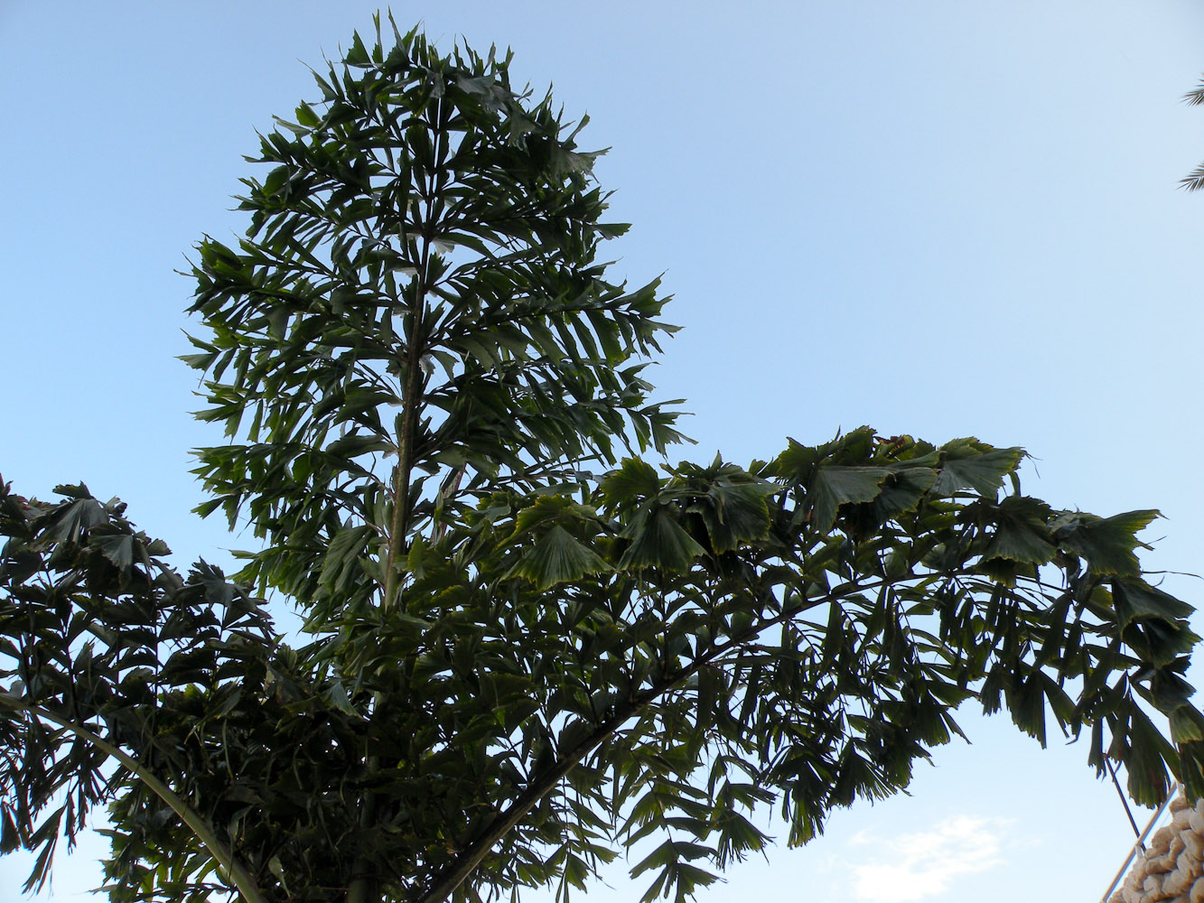 Image of Caryota mitis specimen.