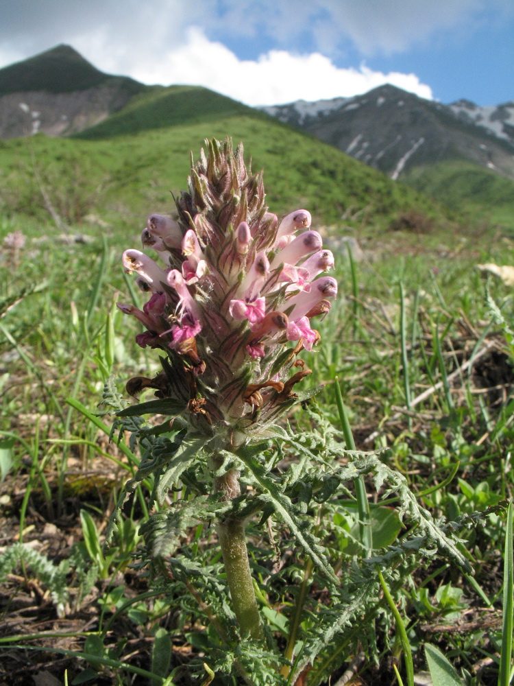 Изображение особи Pedicularis olgae.