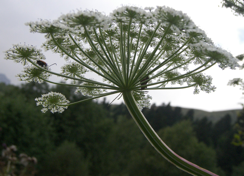 Image of Macrosciadium alatum specimen.