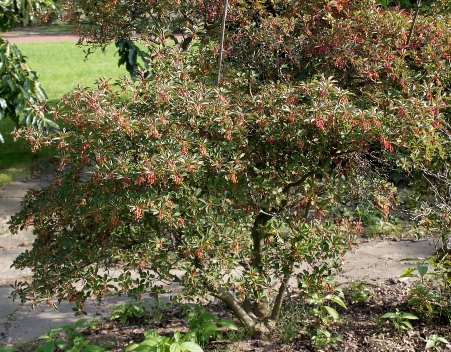 Image of Enkianthus campanulatus specimen.