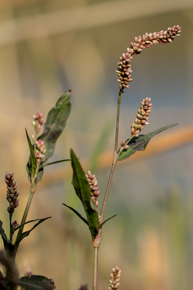 Image of Persicaria maculosa specimen.