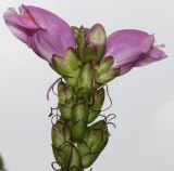Смотреть изображение Chelone obliqua