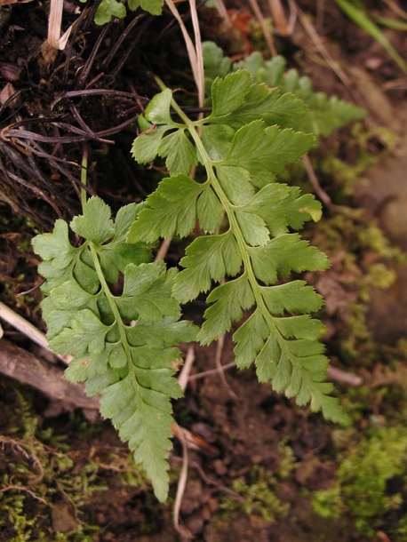 Image of Asplenium adiantum-nigrum specimen.