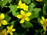 Caltha sibirica. Цветущее растение.