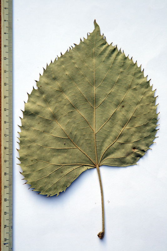 Image of Tilia mandshurica specimen.