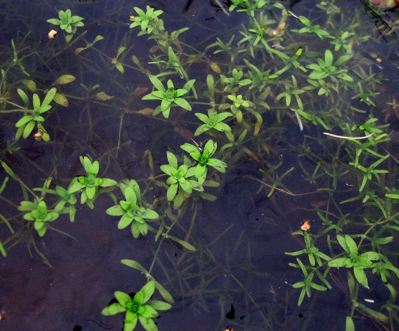 Image of Callitriche palustris specimen.