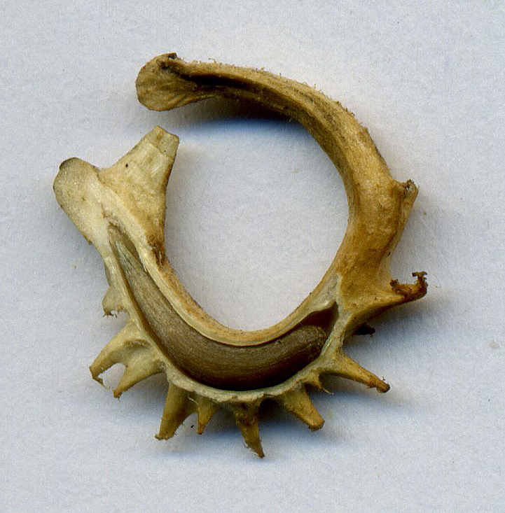 Image of Calendula officinalis specimen.