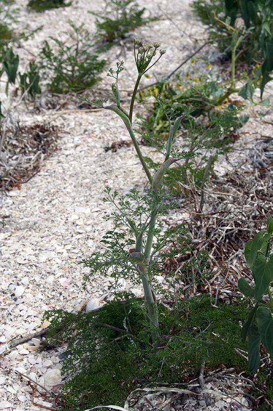 Image of Astrodaucus littoralis specimen.