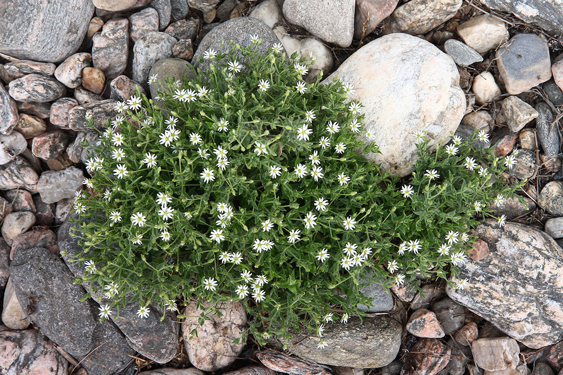 Изображение особи Stellaria dichotoma.