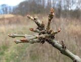 genus Fraxinus. Верхушка покоящейся ветви. Краснодарский край, Сочи, окр. Адлера, луг, у тропы. 25.02.2015.