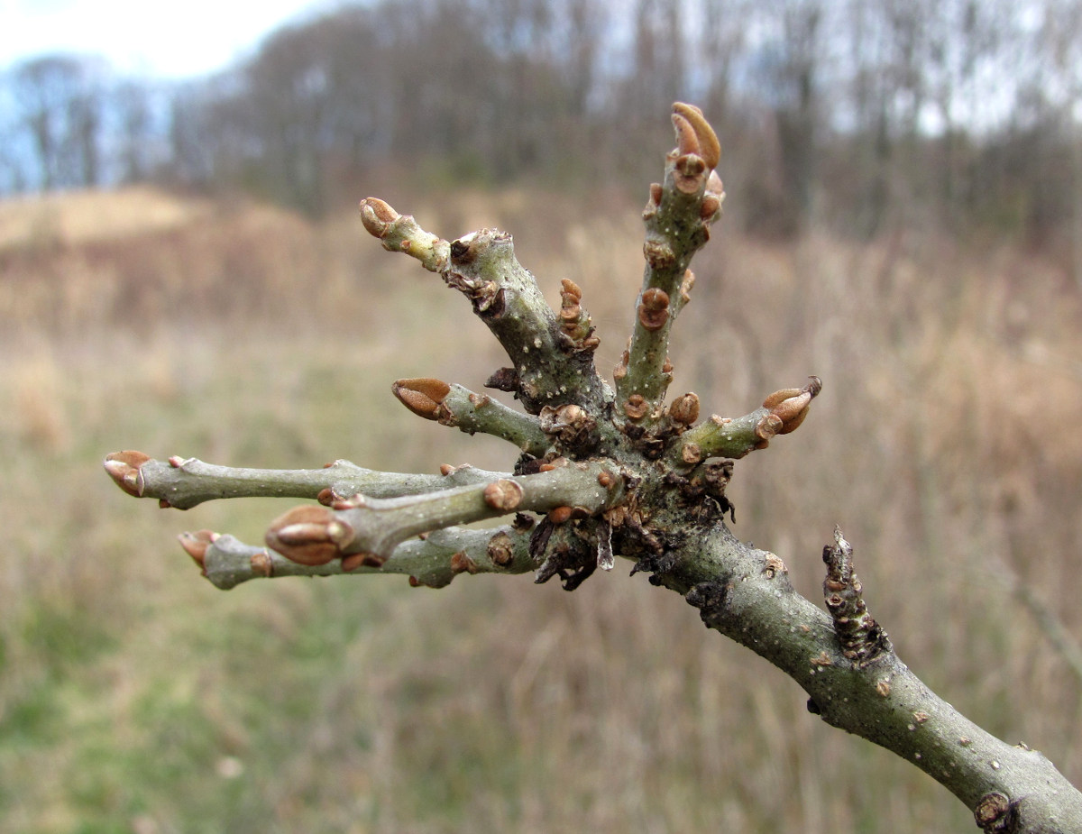 Изображение особи род Fraxinus.