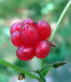 Rubus saxatilis