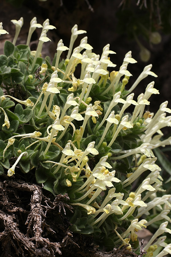 Image of Scutellaria immaculata specimen.