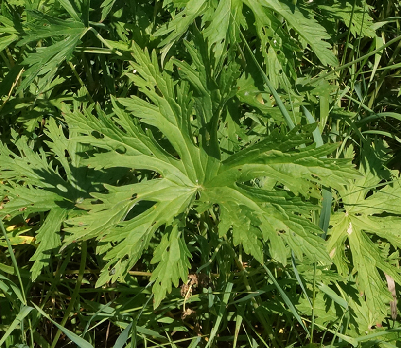 Image of Geranium affine specimen.